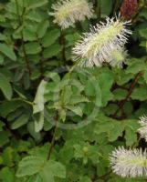 Sanguisorba obtusa Alba