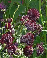 Scabiosa atropurpurea Ace of Spades