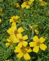 Tagetes patula Lemon Gem