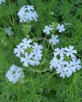 Glandularia aristigera Alba