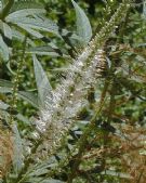 Veronicastrum virginicum Album