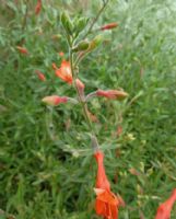 Epilobium canum Dublin