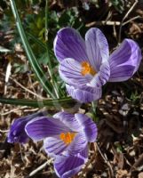 Crocus vernus Pickwick