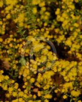 Acacia amblygona Winter Gold