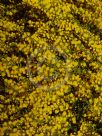 Acacia amblygona Winter Gold