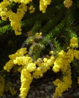 Acacia Annan Gold