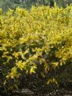 Acacia Annan Gold