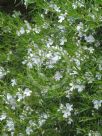 Westringia longifolia Snow Flurry
