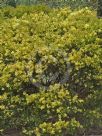 Acacia fimbriata dwarf