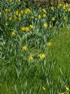 Narcissus Division 1 King Alfred