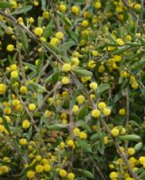 Acacia consobrina