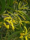 Acacia crassa