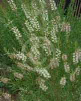 Callistemon Injune