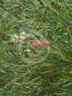 Callistemon Injune