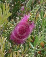 Callistemon Mauve Mist