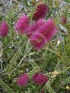 Callistemon Mauve Mist