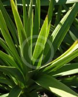 Cordyline australis Kirkii