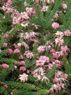 Grevillea lanigera Mt Tamboritha