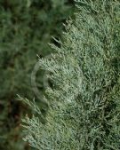 Callitris oblonga corangensis