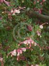 Grevillea baueri asperula