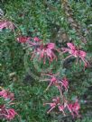 Grevillea baueri asperula