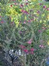 Grevillea baueri asperula