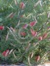 Grevillea rigida distans