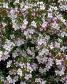 Boronia muelleri Sunset Serenade