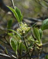 Cornus sessilis