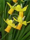 Narcissus Division 6 Jetfire