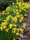 Narcissus Division 6 Jetfire