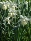 Narcissus Division 1 White Dream