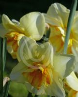 Narcissus Division 11 Sorbet