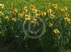Narcissus Division 2 Burma