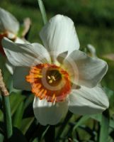 Narcissus Division 3 Amor