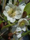 Magnolia laevifolia Scented Pearl