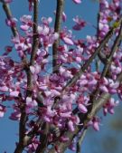 Cercis chinensis Avondale