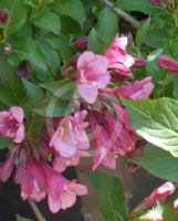 Weigela florida Minuet