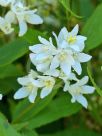 Deutzia gracilis Nikko