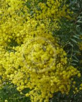 Acacia boormanii Gold Tips