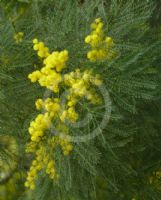 Acacia dangarensis