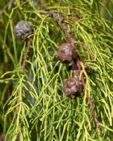 Cupressus macrocarpa Aurea Saligna