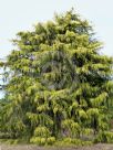Cupressus macrocarpa Aurea Saligna