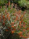 Gastrolobium parviflorum