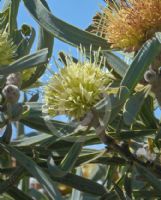 Hakea cinerea