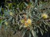 Hakea cinerea