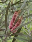 Hakea francisiana