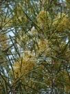 Hakea recurva