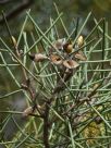 Hakea recurva