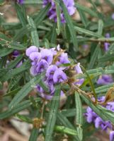 Hovea similis